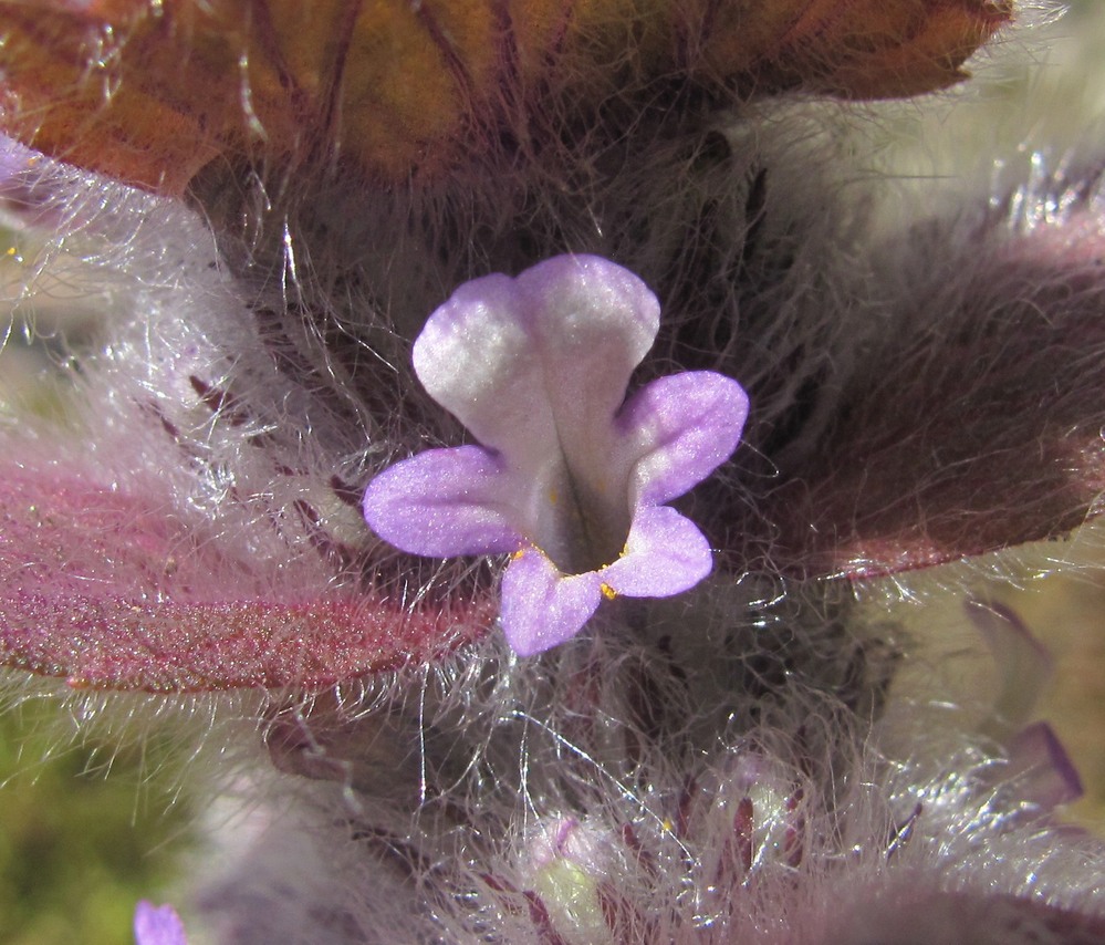 Image of Ajuga orientalis specimen.