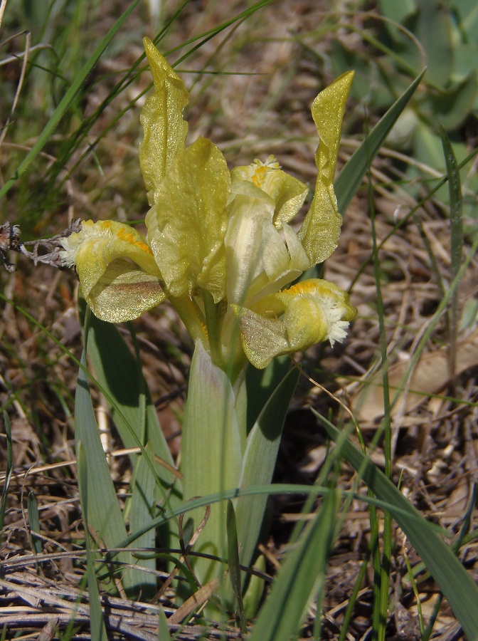 Image of Iris pumila specimen.
