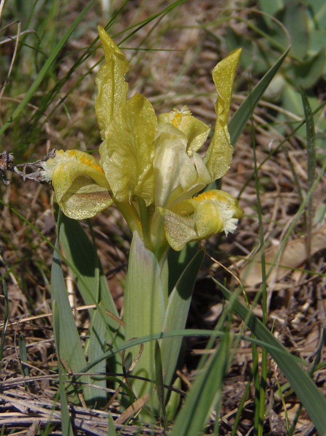 Изображение особи Iris pumila.