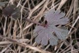 Ranunculus auricomus. Молодой лист прикорневой розетки. Костромская обл., г. Кострома, долина р. Солонка. 24.04.2017.