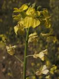 Sisymbrium orientale