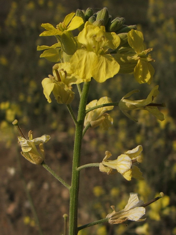 Изображение особи Sisymbrium orientale.