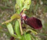 Ophrys mammosa. Цветок. Крым, Ленинский р-н, окр. г. Щелкино, луг-пастбище на умеренно засоленных песках. 7 мая 2017 г.