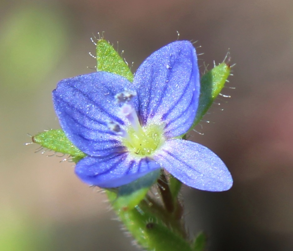 Image of Veronica dillenii specimen.