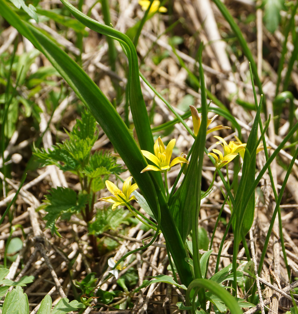 Image of genus Gagea specimen.