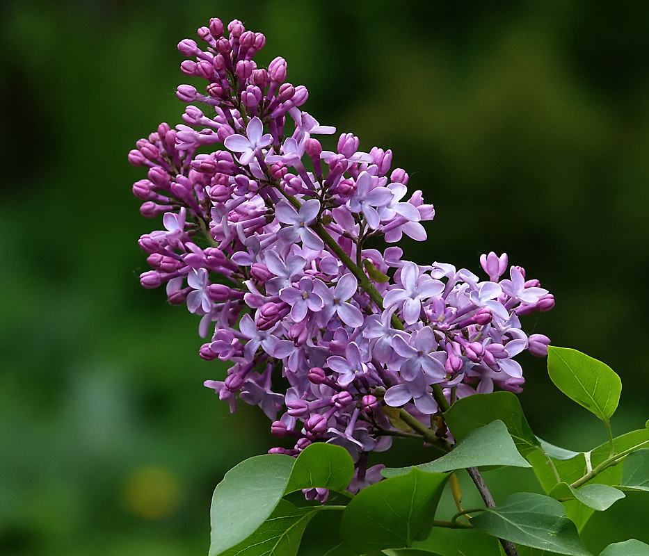 Image of Syringa vulgaris specimen.