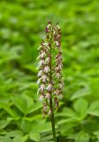 Orchis purpurea. Соцветие. Молдова, Оргеевский р-н, с. Ватич, окраина дубово-грабового леса. 28.05.2017.