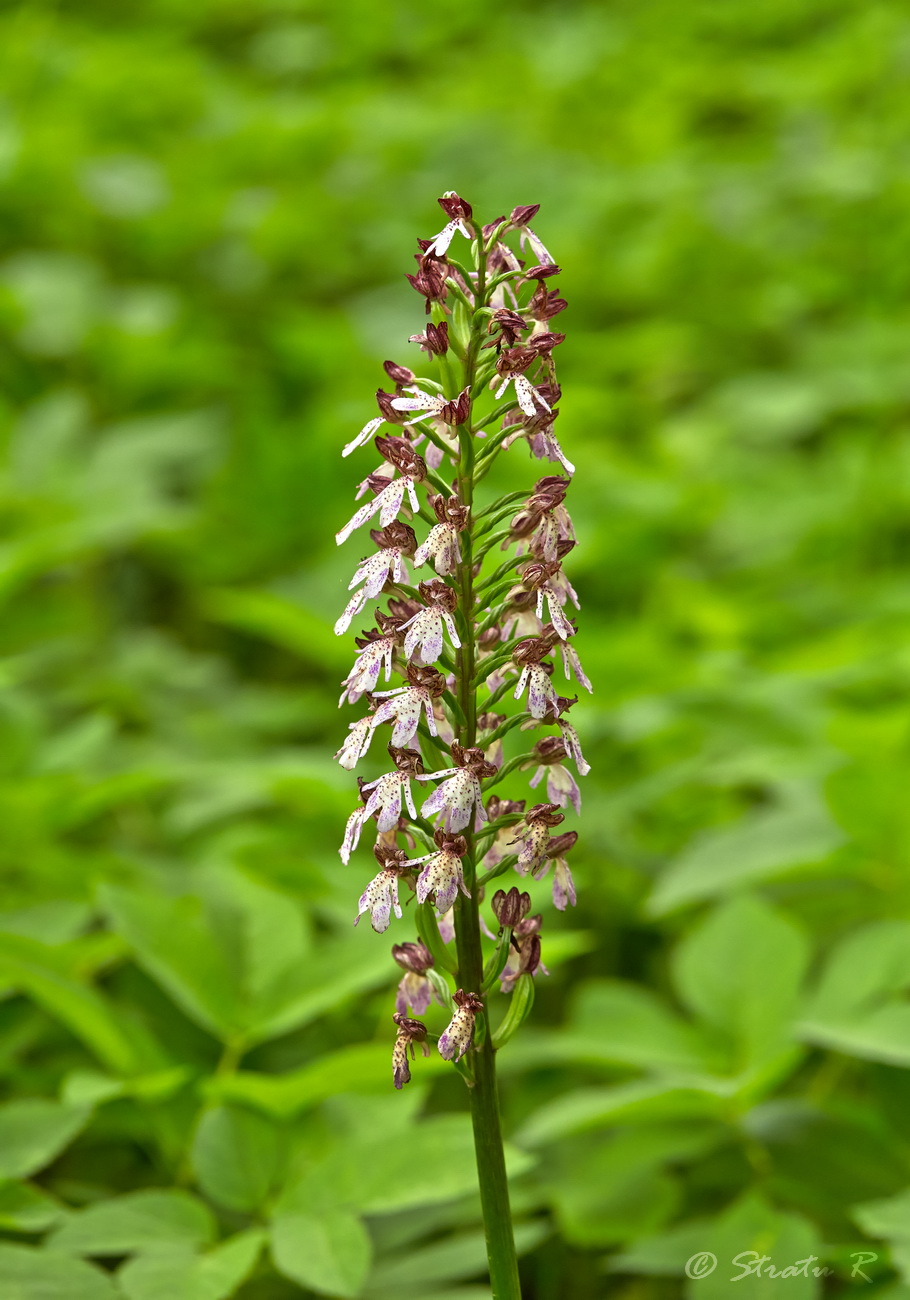 Image of Orchis purpurea specimen.