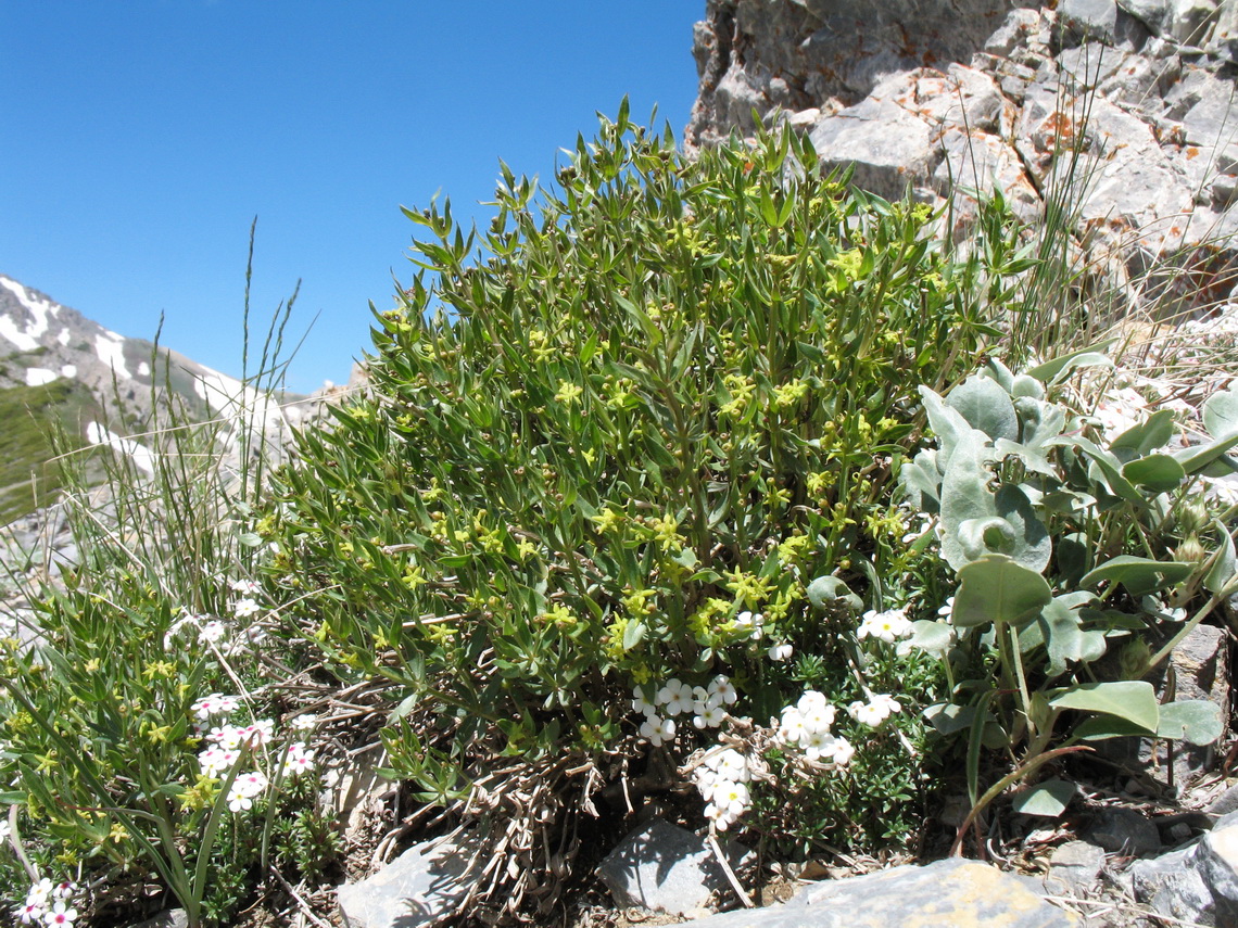 Image of Rubia regelii specimen.