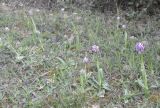 Orchis simia. Цветущие растения. Греция, Халкидики. 17.04.2010.
