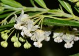 Gomphocarpus physocarpus