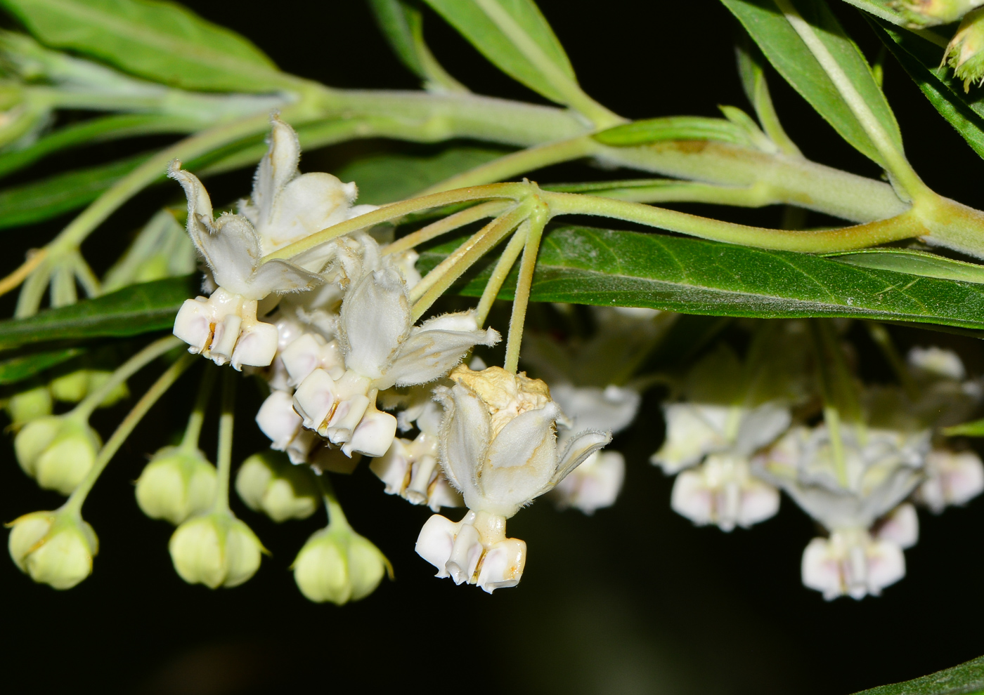 Изображение особи Gomphocarpus physocarpus.