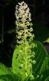 Phytolacca acinosa. Соцветие и листья. Украина, г. Луганск, ул. 3-я Донецкая, в культуре. 27.06.2017.