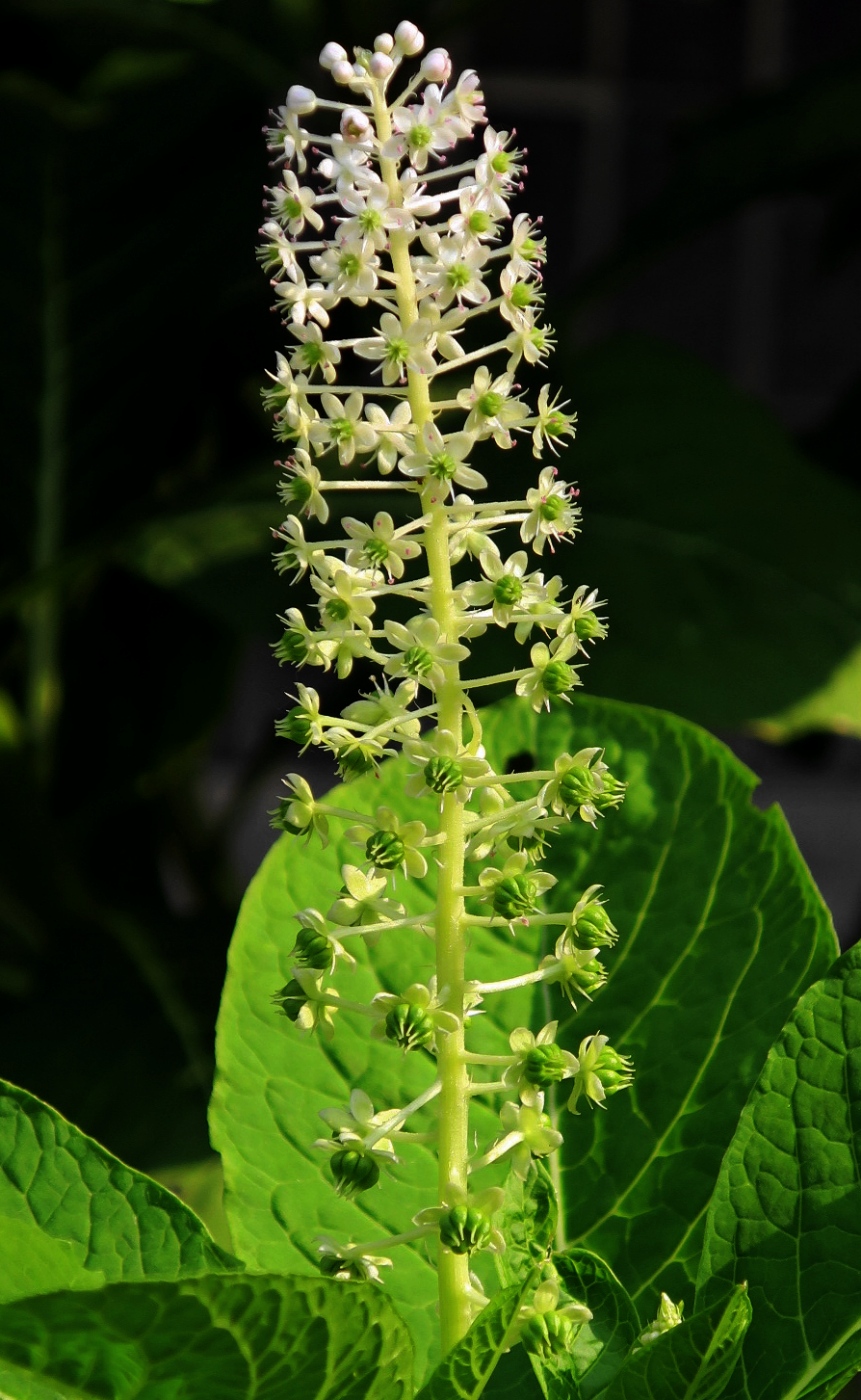 Изображение особи Phytolacca acinosa.