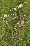 Erigeron acris