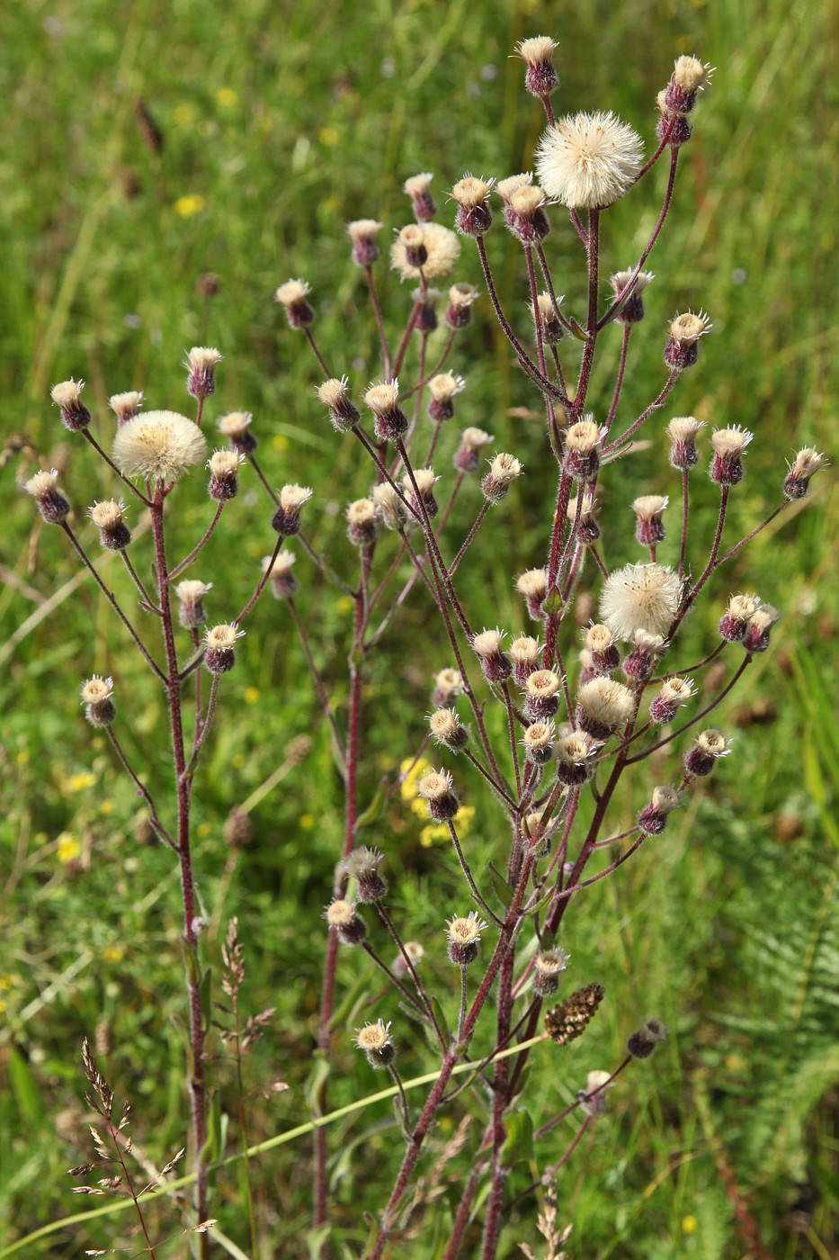 Изображение особи Erigeron acris.