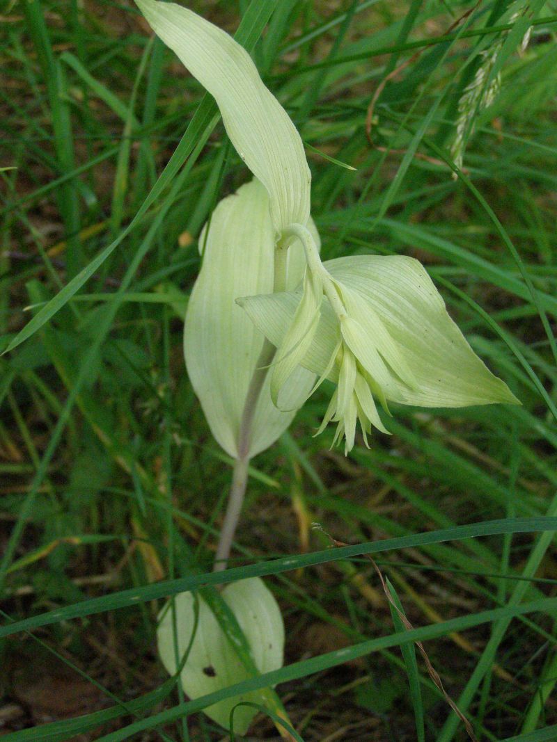 Изображение особи Epipactis helleborine.