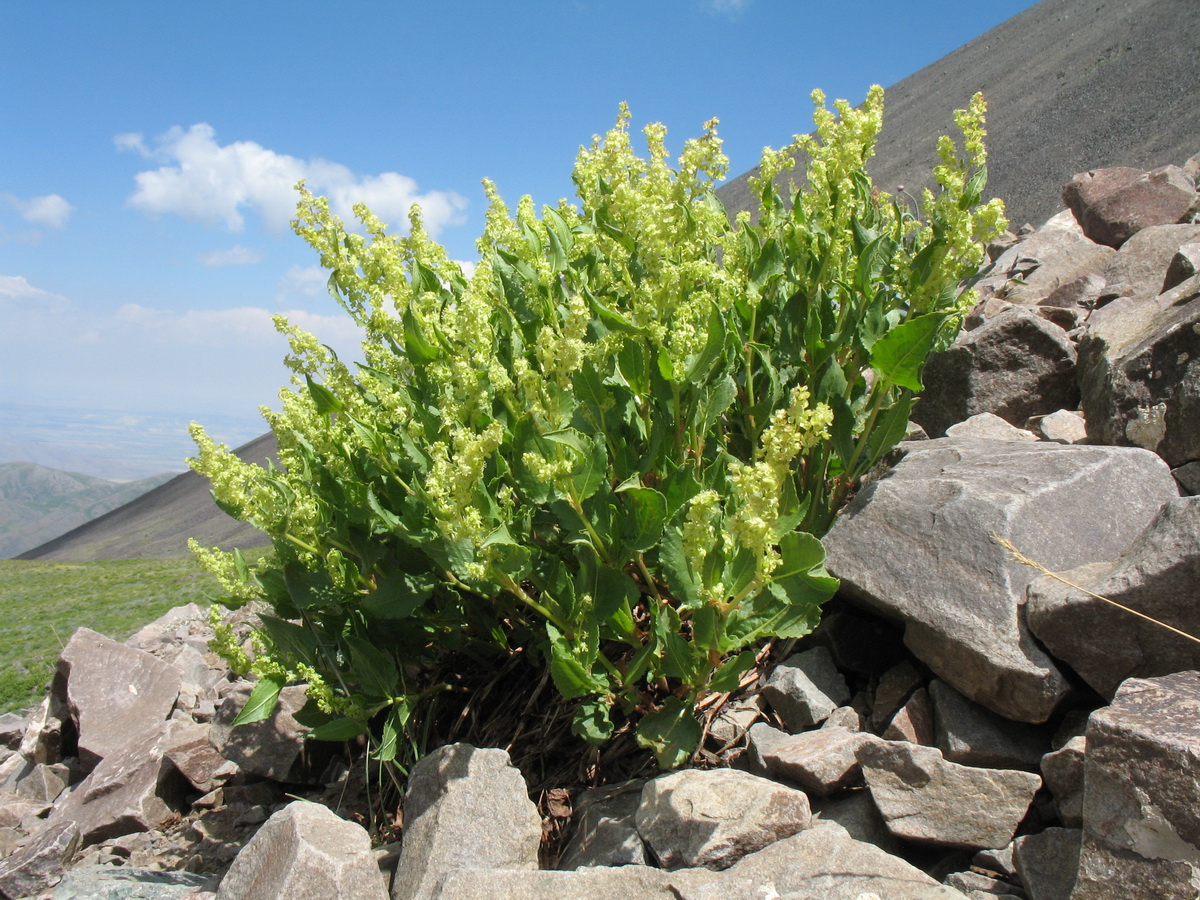 Изображение особи Aconogonon hissaricum.