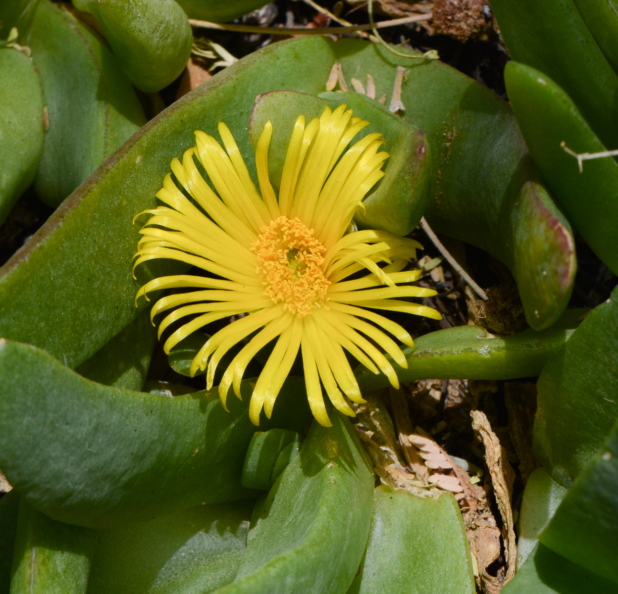 Изображение особи Glottiphyllum linguiforme.