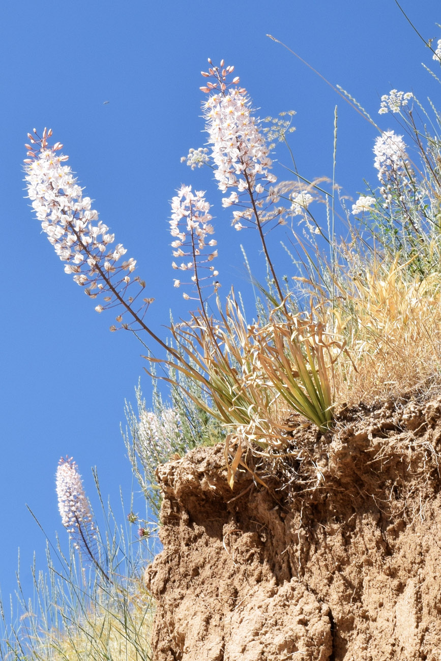 Изображение особи Eremurus olgae.