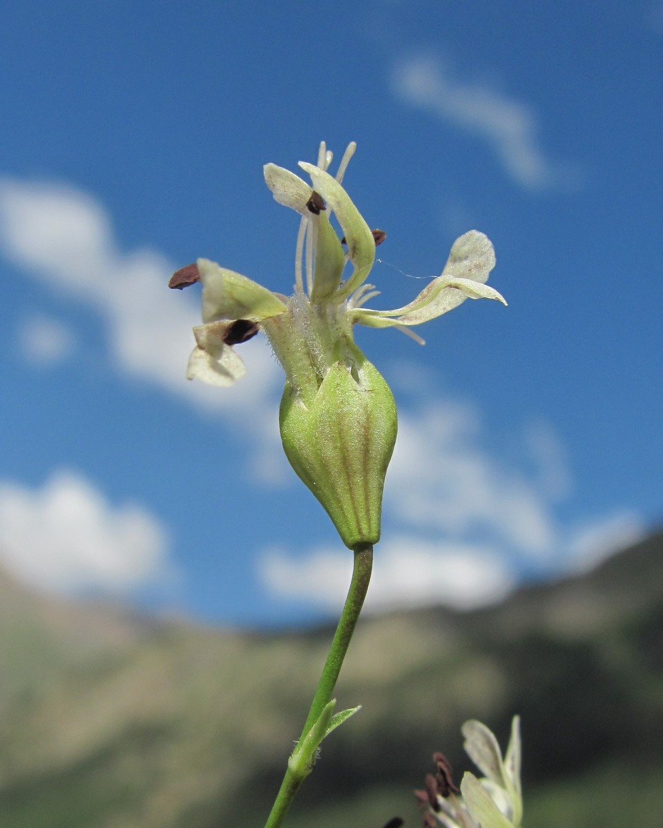 Изображение особи Silene saxatilis.