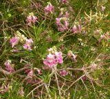 Chilopsis linearis