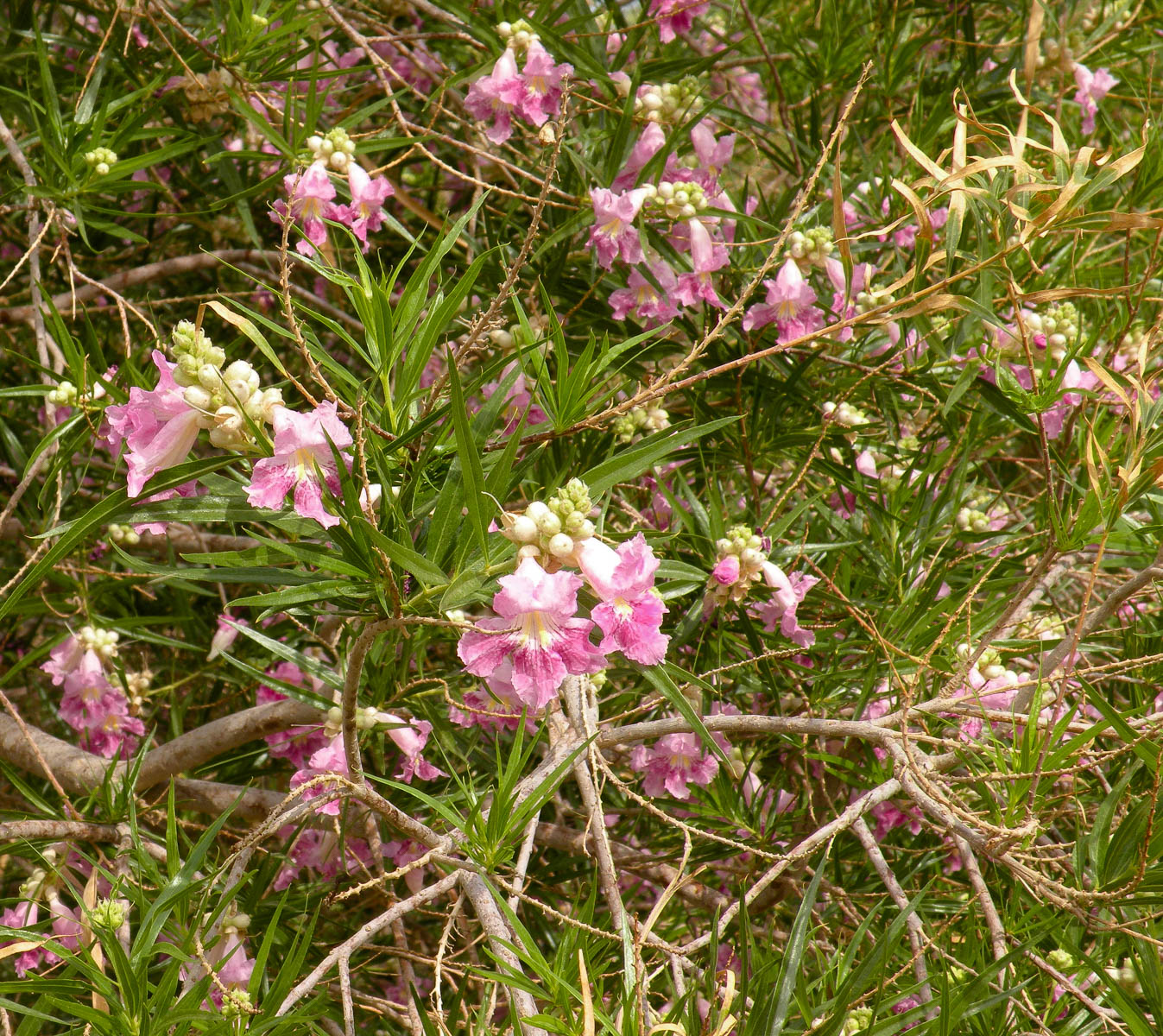 Изображение особи Chilopsis linearis.