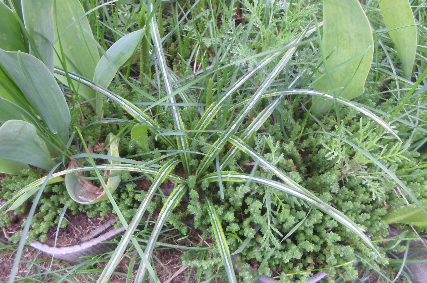 Image of Crocus vernus specimen.