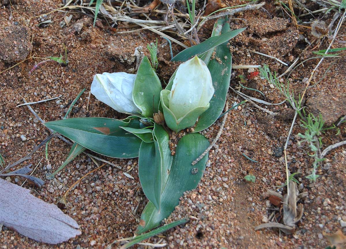 Изображение особи Androcymbium ciliolatum.