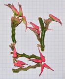 Euphorbia tithymaloides