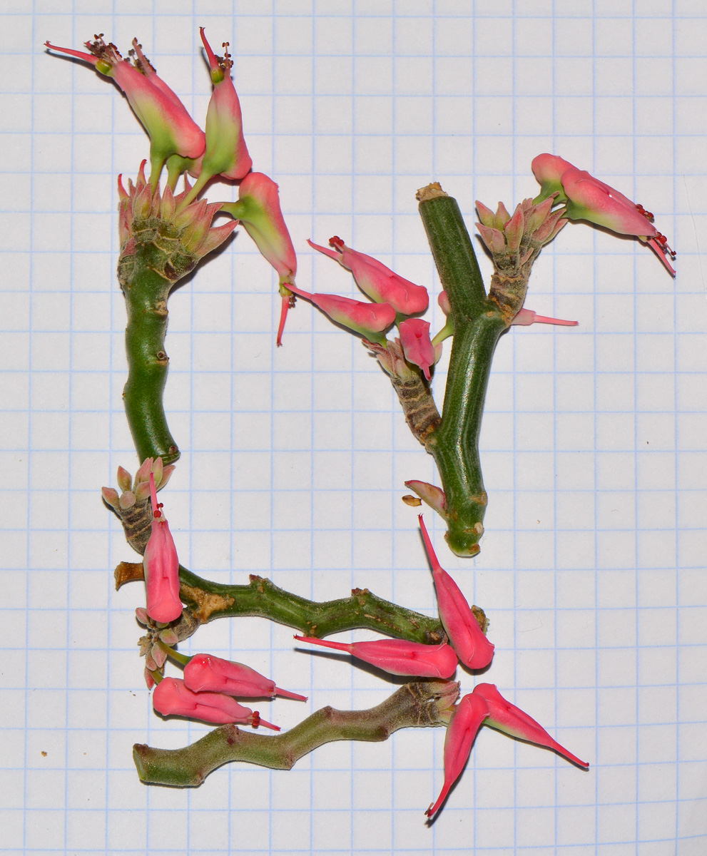 Image of Euphorbia tithymaloides specimen.