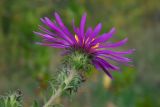 Symphyotrichum novae-angliae