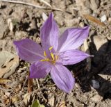 Colchicum chalcedonicum