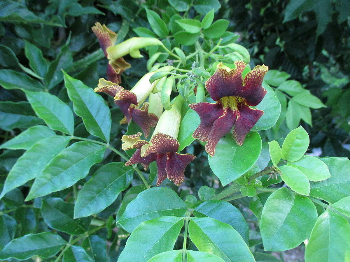 Image of Markhamia zanzibarica specimen.