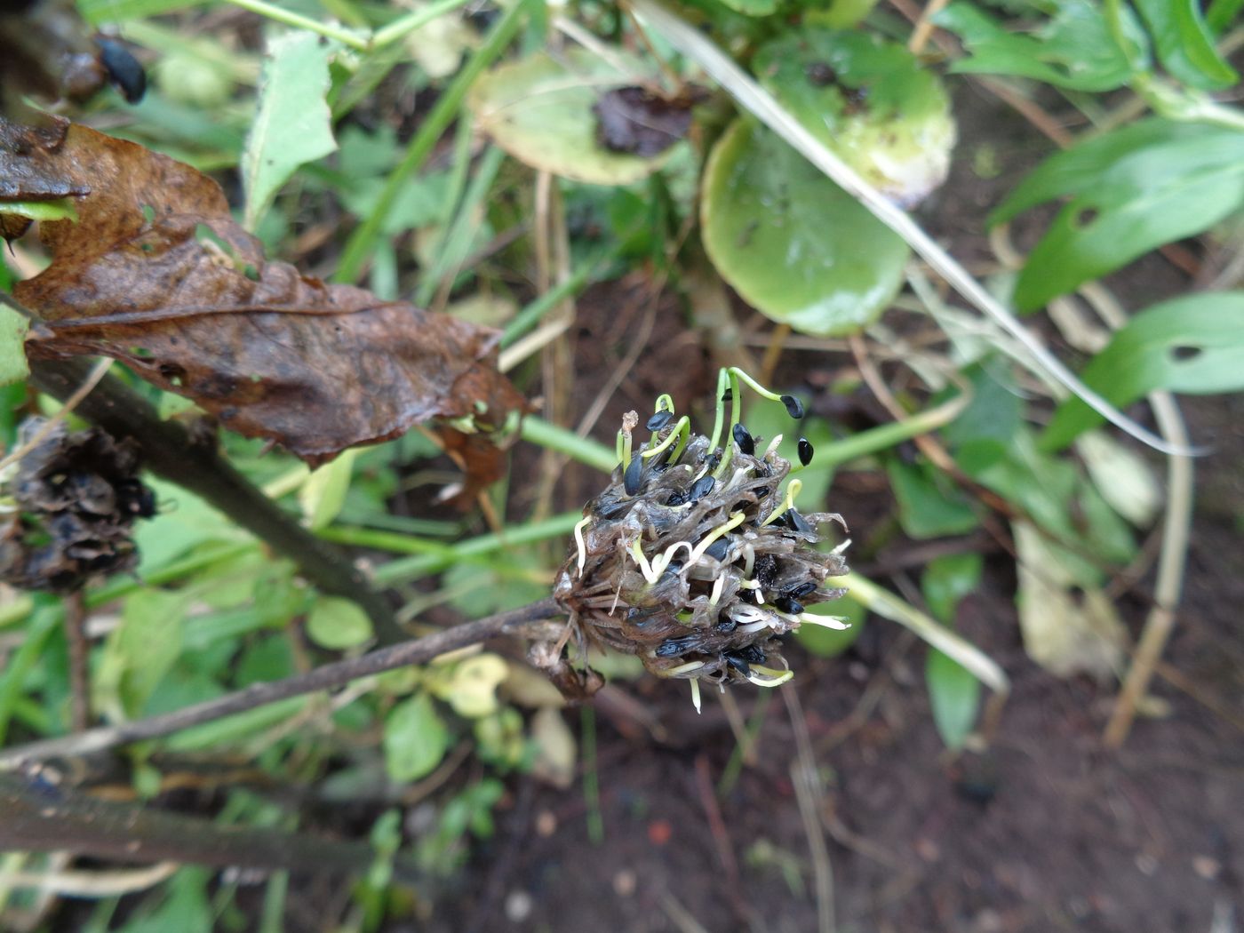 Image of Allium schoenoprasum specimen.