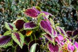 Coleus scutellarioides