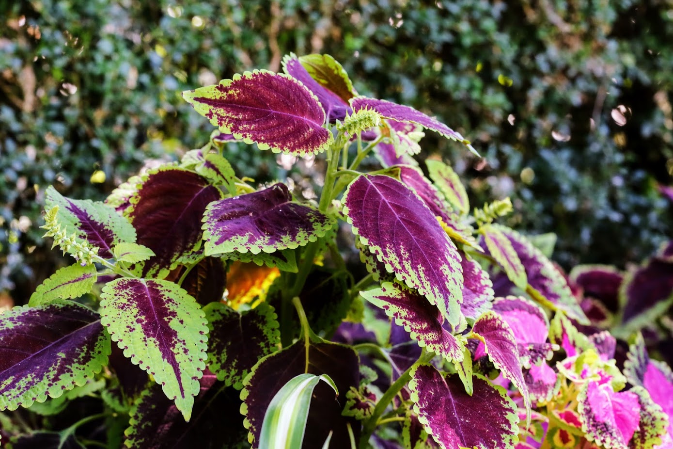 Image of Coleus scutellarioides specimen.