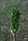 genus Arum. Соплодие с незрелыми плодами. Греция, о. Родос. Июль 2017 г.