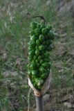 genus Arum