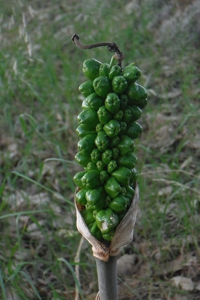 Image of genus Arum specimen.