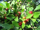 Psidium cattleianum