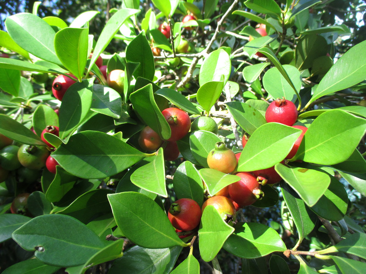 Изображение особи Psidium cattleianum.