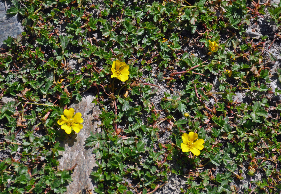 Image of genus Potentilla specimen.