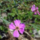 Dianthus repens. Верхушка побега с цветком. Якутия, Алданский р-н, левый берег р. Алдан в 6 км выше г. Томмот. 27.06.2016.