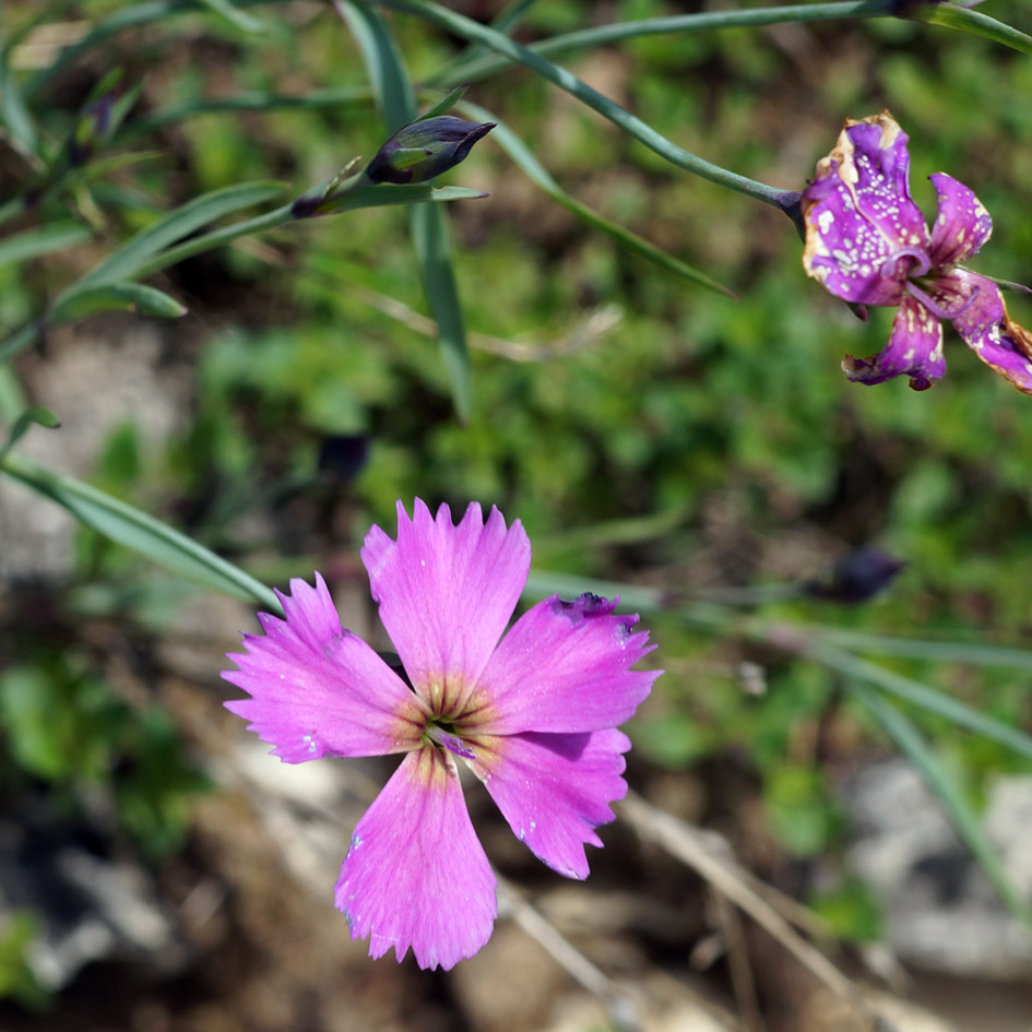 Изображение особи Dianthus repens.
