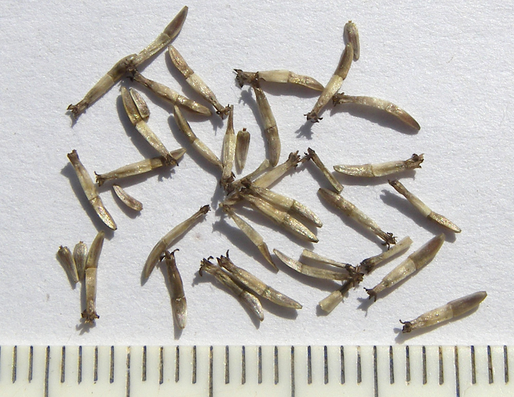Image of Achillea biserrata specimen.