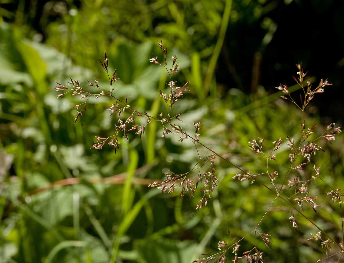 Изображение особи род Agrostis.