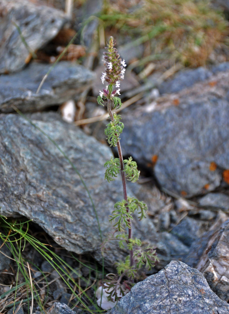 Image of Schizonepeta annua specimen.