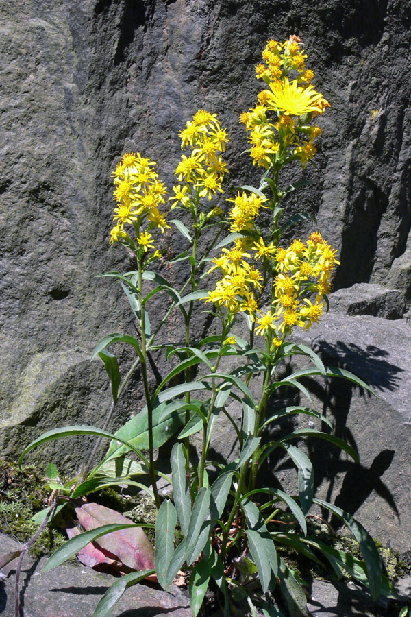 Изображение особи Solidago virgaurea.