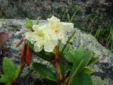 Rhododendron aureum. Побег с соцветием. Западный Саян, Ергаки. 2007 год, август.